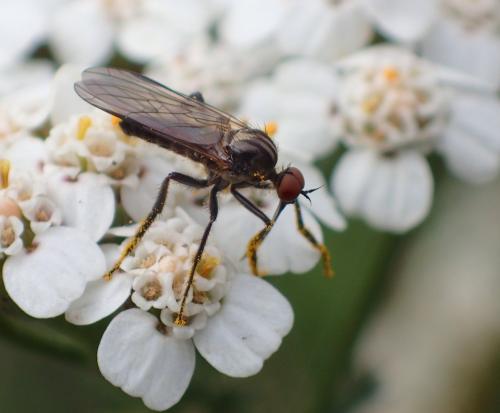Empis sp.